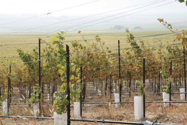 The young vines in grow tubes are replants due to disease-contaminated plant material.