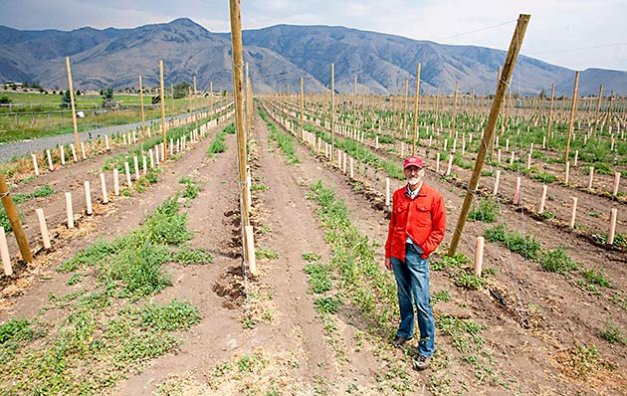 Craig Campbell, co-owner of Tieton Cider Works, shows the development of a new cider apple orchard in Tieton, Wash., on Aug. 1, 2013 overlooking the Naches Valley. The 40,000 tree plot mostly contain bittersweet and bittersharp cider varieties planted in tall-spindle rows. by TJ MULLINAX
