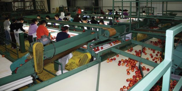 Female H-2A workers do the sorting at Titan Farms, enforcing a high quality standard that assures loads won't be rejected.