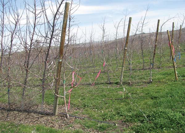 When planting an orchard, don’t forget to leave room for the anchor, which is the most critical component of a trellis. It should be as far away from the end post as the height of the post, and the end post should lean slightly towards the anchor.