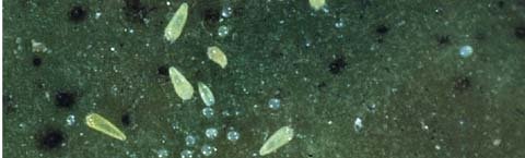 Rust mites are an alternate prey for predator mites.