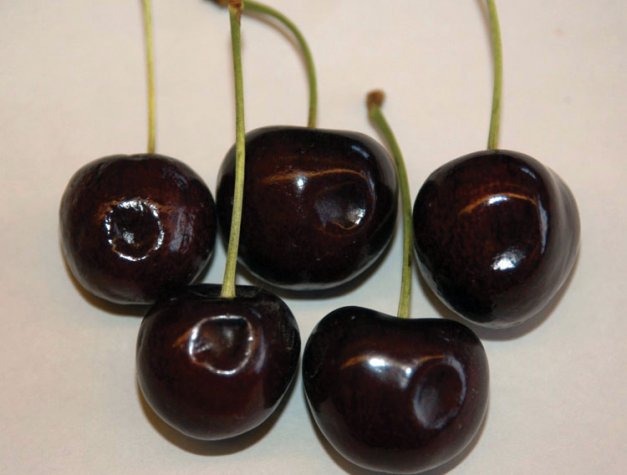 Delayed harvest can lead to more problems with pitting and pebbling of cherries.