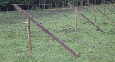 Low-cost fence keeps deer out - Good Fruit Grower