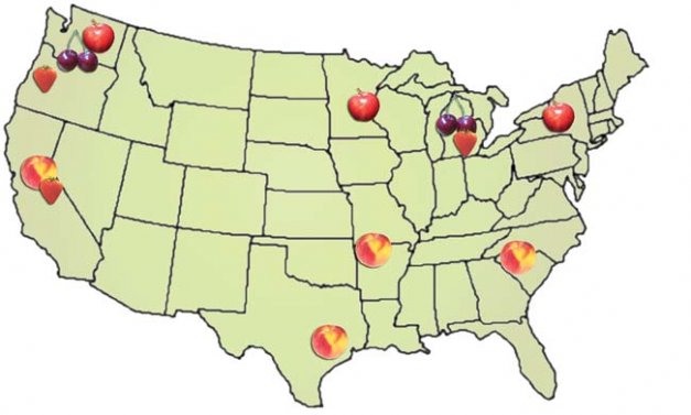 The apple, cherry, peach, and strawberry breeding activities of RosBREED are located across the United States at university, federal, and private sector locations.