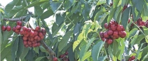 Lapins cherry grown on the Russian rootstock Krymsk 5.