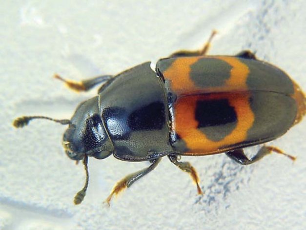 The strawberry sap beetle was one of three species identified in cherry orchards. The other two were dusky and picnic sap beetles.