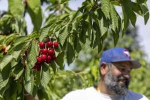 In July, Deep Brar was excited about the developing crop on these seventh-leaf Staccato trees, because 2025 would be his first harvest in the block after back-to-back losses from cold damage. (TJ Mullinax/Good Fruit Grower)
