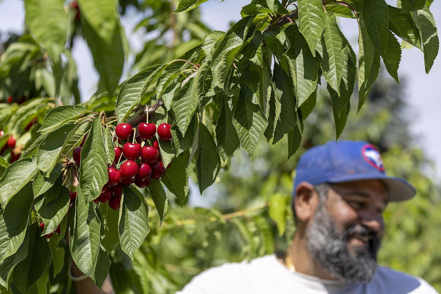In July, Deep Brar was excited about the developing crop on these seventh-leaf Staccato trees, because 2025 would be his first harvest in the block after back-to-back losses from cold damage. (TJ Mullinax/Good Fruit Grower)
