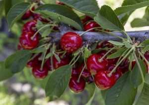 Staccato cherries