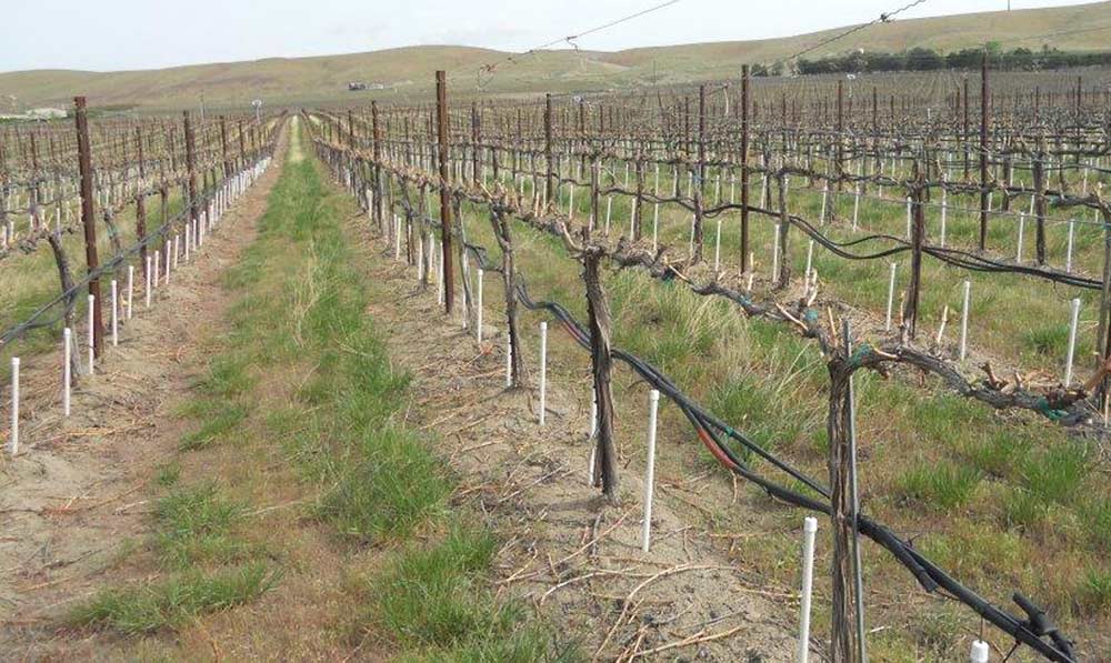 Irrigation is delivered directly to the root zone at varying depths with PVC pipes. Researchers hope that they can find the right level of water stress to keep vines and roots healthy but control canopy growth. <b>(Courtesy Pete Jacoby)</b>