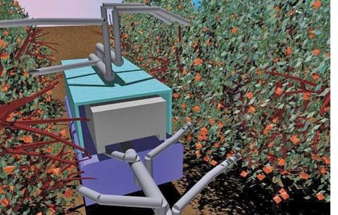 A robotic harvester being developed by Vision Robotics employs a two-step approach. First, a scout system maps the location of the fruit on the tree. Then the harvester's eight vision-guided arms pick the fruit. The scout system assesses the size and grad