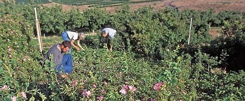 In a strawberry patch next to an apple orchard, technicians David Roys (left) and Cathy Peters and entomologist Tom Unruh inspect plants for strawberry leafrollers.