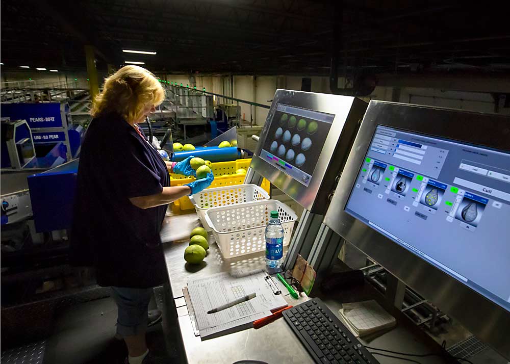 Displays show several types of pear flaws at Denise Patton’s quality assurance work station on Diamond Fruit Growers’ new Unitec sorting system on its pre-size line in Hood River, Oregon, in September. (TJ Mullinax/Good Fruit Grower)