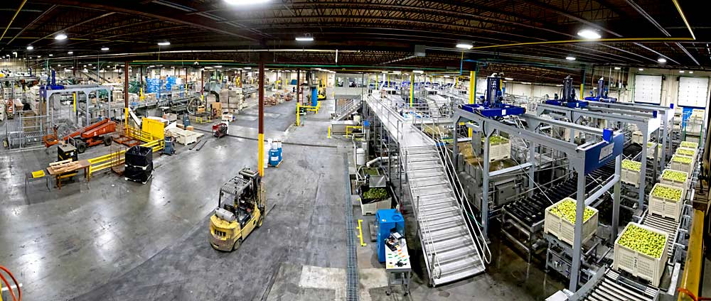 The new pre-size line and old fresh pear packing line are housed in the same building at Diamond Fruit. The pre-size equipment, on the right, includes a new sorting and robotic bin management           system aimed at improving food safety and reducing labor. (TJ Mullinax/Good Fruit Grower)