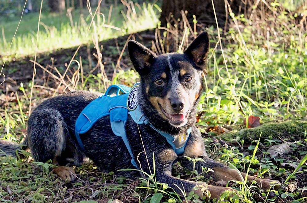 Filson, a blue heeler mix, at the Seattle Arboretum in April. Filson is an active working detection dog with Rogue Detection Teams, an organization that will take part in a Washington Tree Fruit Research Commission pilot project to determine if dogs can detect little cherry disease. (Courtesy Jennifer Hartman/Rogue Detection Teams)