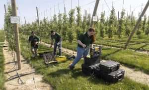 Researchers set up electrical resistivity tomography equipment in an apple orchard