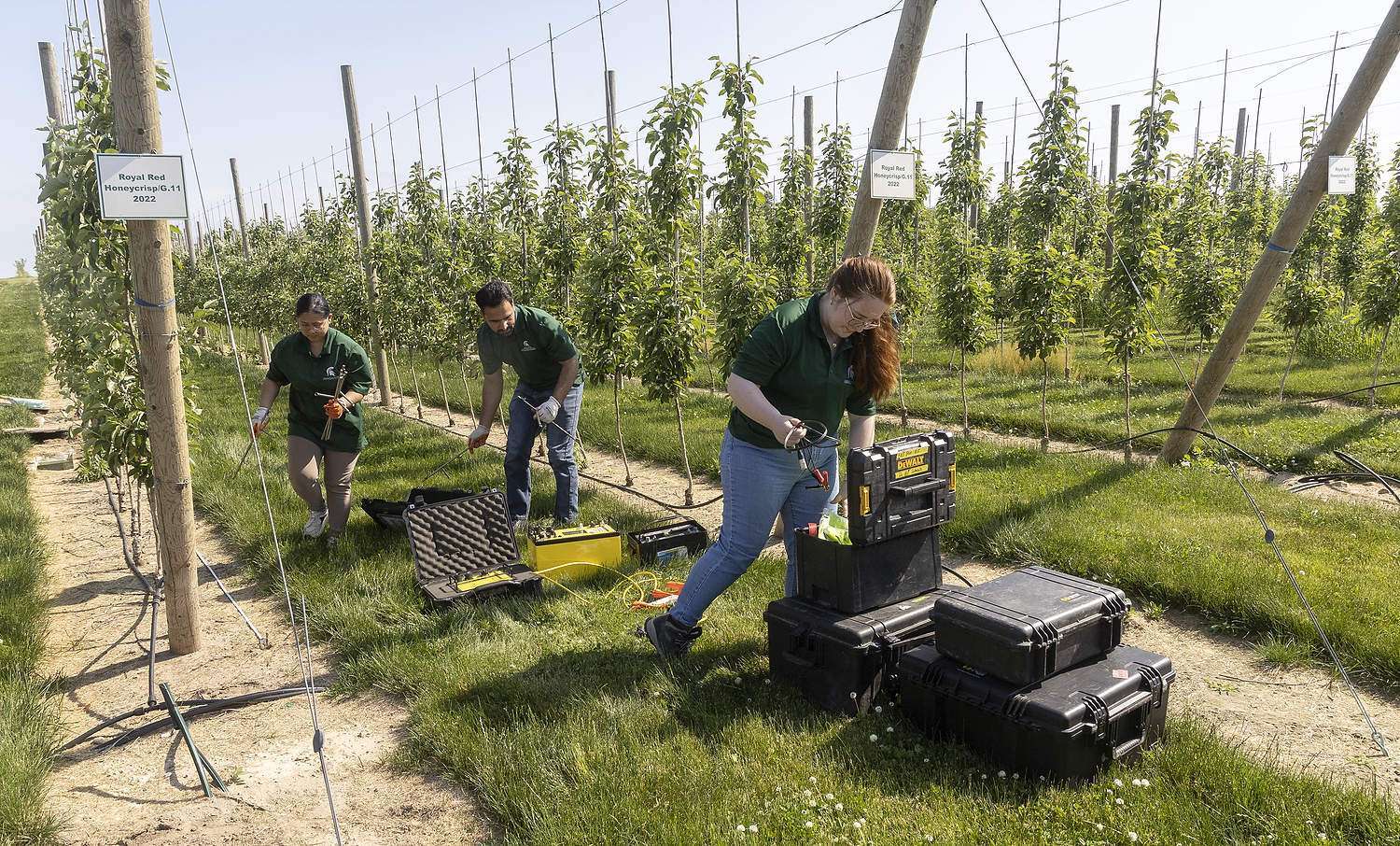 Researchers set up electrical resistivity tomography equipment in an apple orchard