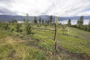 A young pear orchard represents an investment in the future at Dorenberg Orchards in Lake Country, British Columbia, in July. Across the Okanagan Valley, growers have been grappling with years of uncertainty, marked by climate and economic challenges, but innovative growers are investing in their futures. (TJ Mullinax/Good Fruit Grower)
