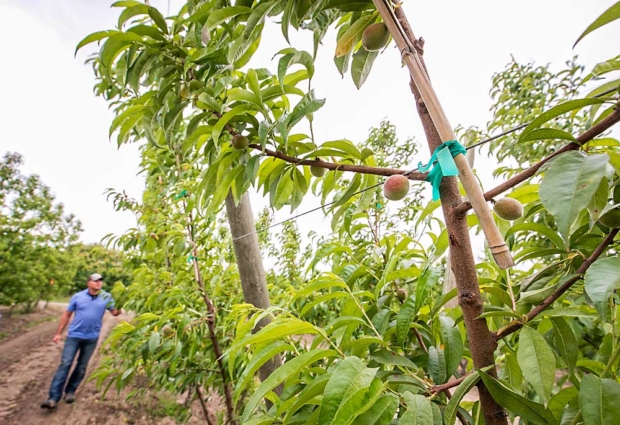 Peaches hang from a new block growing on a trellised system at one of Douglas Fruit Co.’s Mesa, Washington, orchards in May. John Douglas, left, says they’ve experimented with bamboo canes to help reduce injuries on limbs from the metal guide wire. (TJ Mullinax/Good Fruit Grower)