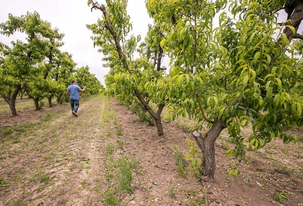 John Douglas walks down a row of older peach trees, pointing at trees they are working to rehabilitate until they can replant the block. They try to grow new leaders, such as the tree on the right, instead of removing and replanting single trees. (TJ Mullinax/Good Fruit Grower)