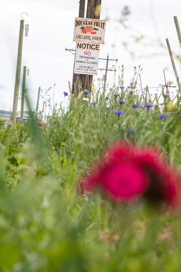 Recently established wildflower beds and pole-mounted pheromone puffers border one of Douglas Fruit Co.'s organic blocks in Mesa, Washington, in late May. (TJ Mullinax/Good Fruit Grower)