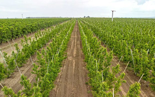 Trellis systems are a rarity in summer fruit orchards, but Douglas Fruit Co. plants all its new blocks on a two-wire V-trellis to increase uniformity and the opportunity for mechanization. (TJ Mullinax/Good Fruit Grower)
