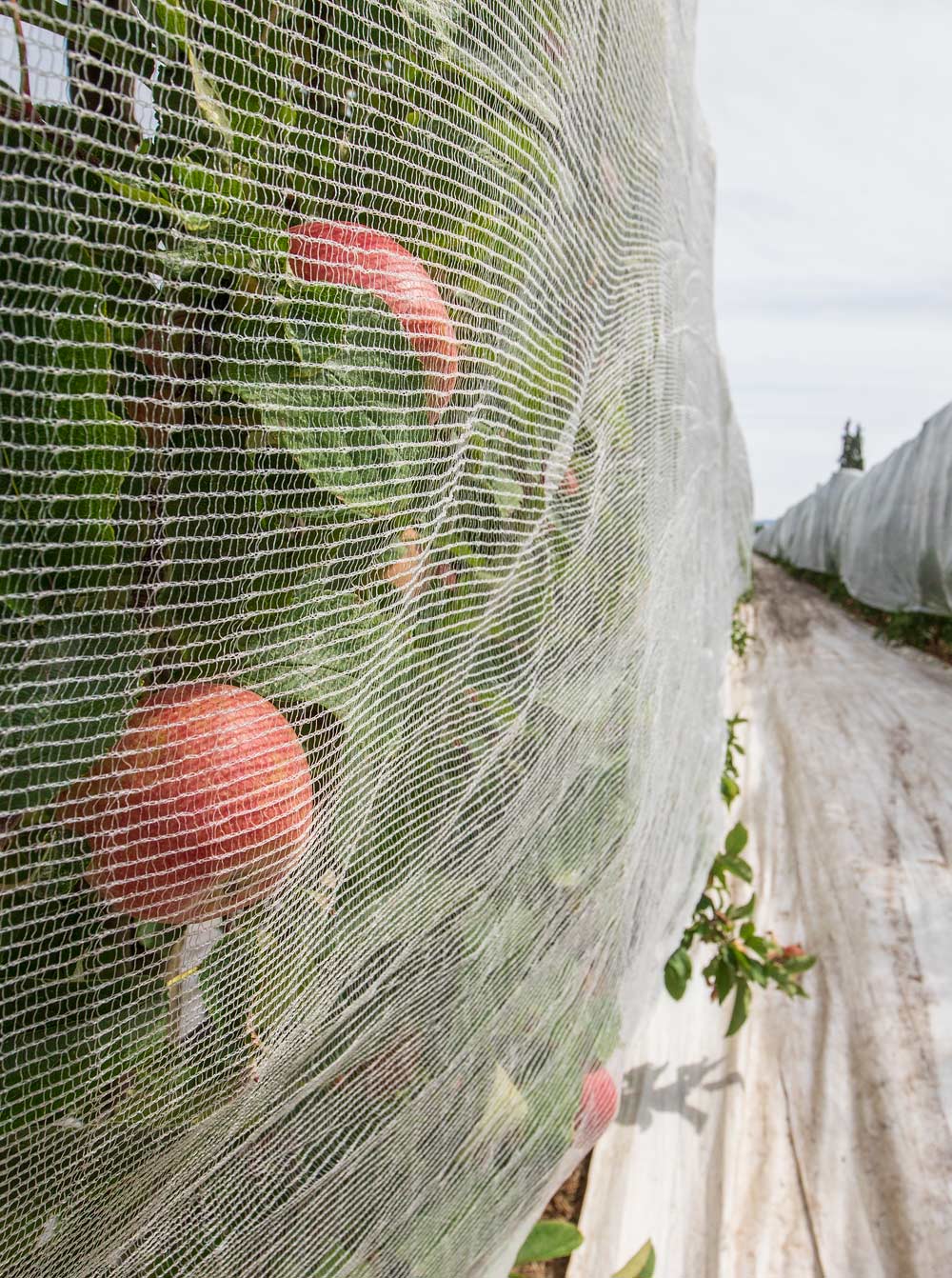 A demonstration of Drape Net netting fully covering this row of Envy apples during the 2018 International Fruit Tree Association New Zealand Study Tour on February 19, 2018. (TJ Mullinax/Good Fruit Grower)