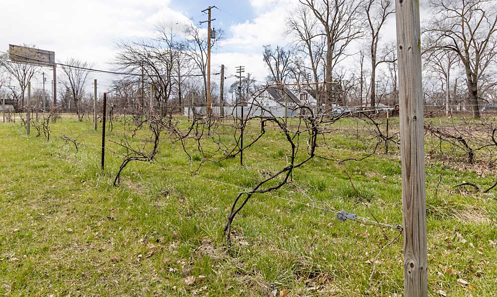 Frontenac vines planted by Michigan 4-H grow in the same lot as the Drew Ryan vines. The Drew Ryan partners agreed to manage this plot as well as their own, which grows on land owned by Pingree Farms, an urban farm. (Matt Milkovich/Good Fruit Grower)