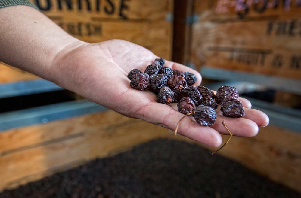 Jake Samuel holds dried unpitted sweet cherries from a storage bin before they are processed at his family’s Linden, California, facility. <b>(TJ Mullinax/Good Fruit Grower)</b>