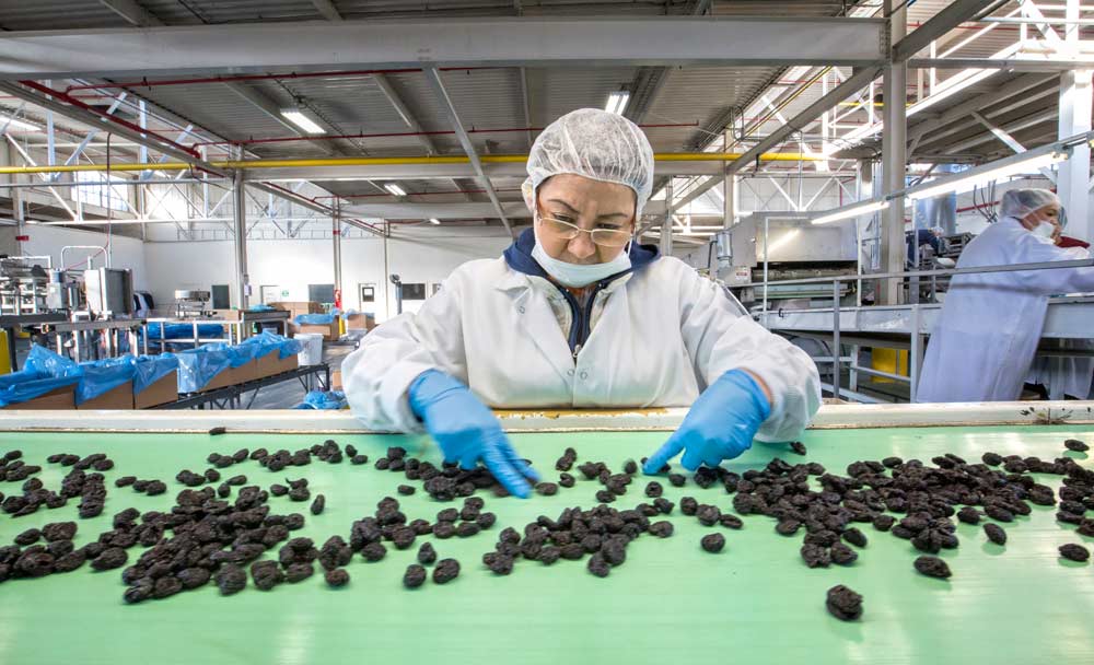 Elena Armenta looks for dried sweet cherries that may contain pits or otherwise should not be packed last year at the Sunrise Fresh Dried Fruit and Nut Co. processing facility in Linden, California. She has worked for the business for almost a decade. <b>(TJ Mullinax/Good Fruit Grower)</b>