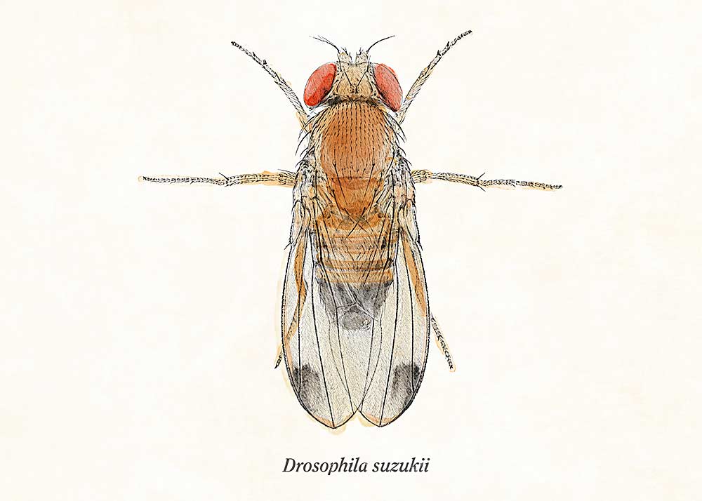 Spotted wing drosophila (Drosophila suzukii) illustration. (TJ Mullinax/Good Fruit Grower)