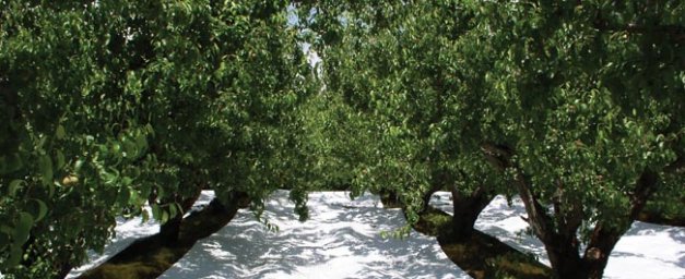 Researchers are finding that a reflective mulch in the rows of a mature pear orchard can significantly increase yields by directing more light into the lower canopy.