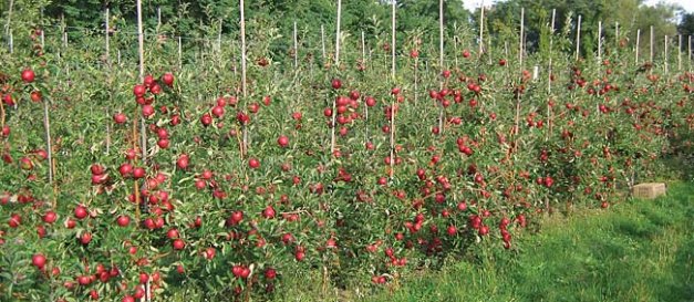 A row of New York 1 apples nears maturity.