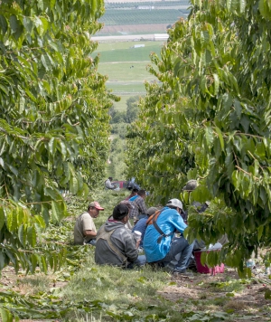 Workers take a break from harvesting cherries in Moxee, Washington, on June 18, 2014. (TJ Mullinax/Good Fruit Grower)