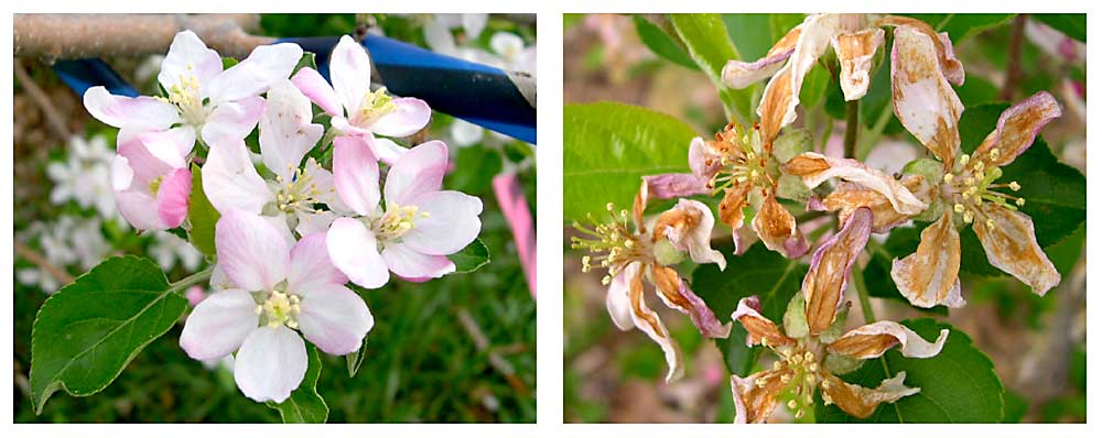 Golden Delicious blossoms, before and after spray with 2 percent lime sulfur and 2 percent fish oil, illustrate the power of the product for crop load management. Thanks to new registrations and access to a best management model, apple growers in the Eastern U.S. will now be able to experiment with blossom thinning in their orchards. (Photos Courtesy Keith Yoder)