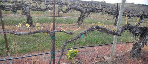 An example of layering, in which a cane is brought from the old Cabernet Sauvignon cordon on the right to where a vine was missing, burying it so that a new sho ot would emerge to become the new trunk. The new vine, still connected to the old one, was grown in place. 