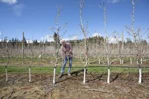 Todd Einhorn prunes a trial block of pears growing on quince rootstocks