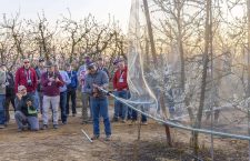 Elias Rubio with HMC Farms demonstrates the method for rolling up a new netting system the farm is trialing on its plums during the International Fruit Tree Association tour in February in the San Joaquin Valley of California. (Kate Prengaman/Good Fruit Grower)