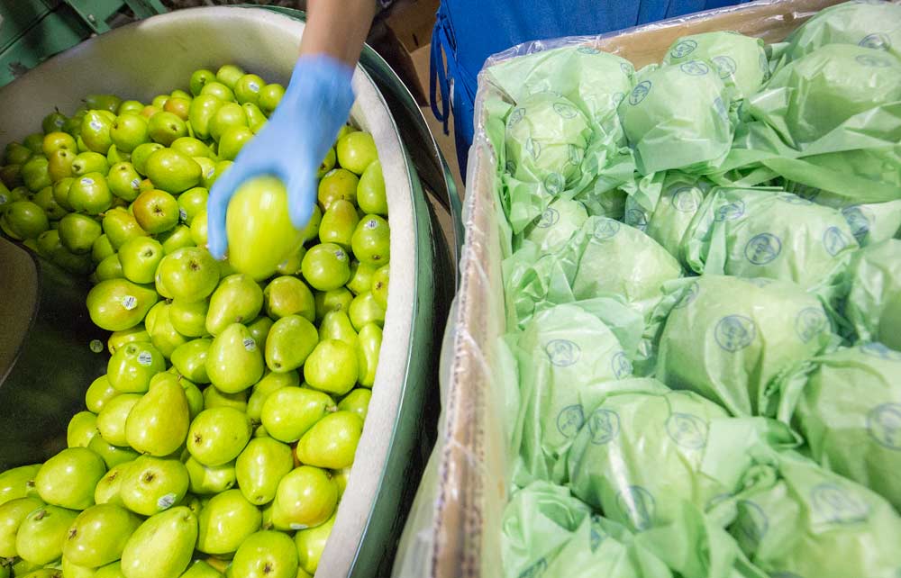D’Anjou pears from the 2015 harvest being packed in Peshastin, Washington. <b>(TJ Mullinax/Good Fruit Grower file photo)</b>