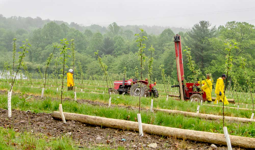 A crew pounds posts for a trellis in a new Evercrisp block at Bear Mountain Orchards in Aspers, Pennsylvania. Pennsylvania growers haven't had much experience with managed varieties but are embracing Evercrisp. (Kate Prengaman / Good Fruit Grower)