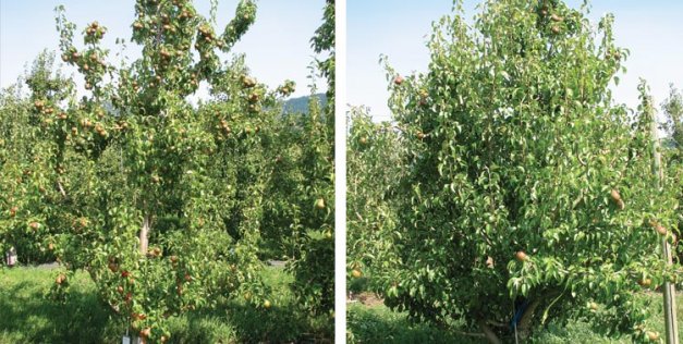 Left: D’Anjou tree sprayed at two weeks after bloom with 80 ppm ReTain relative to an untreated control.  Right:  Untreated d’Anjou  control tree. <b>(Courtesy Todd Einhorn)</b>
