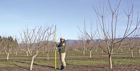Lilia Caldeira, data technician for Dr. Roberto Nuñez-Elisea, measures a summer-pruned cherry tree planted next to the control (at right) that is dormant-pruned. Photo courtesy of OSU