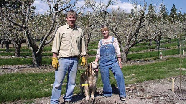 Louise Swanberg, pictured with Tom Colyer, says it’s hard to make money with the existing cherry varieties grown in Montana.