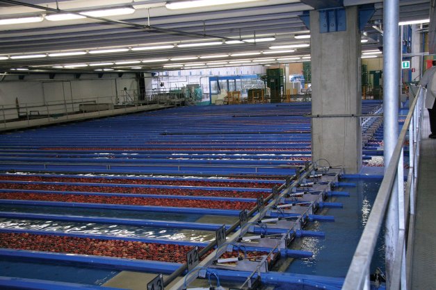 The Geos packing house has 51 channels and 10 packing lines.