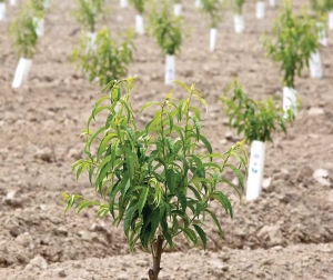 A newly planted cling peach orchard near Reedley, California on April 9, 2015. (TJ Mullinax/Good Fruit Grower)