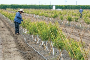 Family Tree Farms workers straighten out drip irrigation lines in a new peach orchard on April 9, 2015. The operation has 5,000 acres in California’s Central Valley as well as 1,000 acres of blueberries in both Mexico and Peru. (TJ Mullinax/Good Fruit Grower)