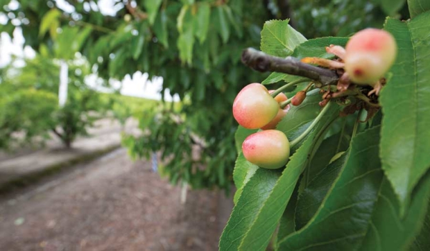 Although many Northern California cherry orchards had a strong bloom, fruit set is spotty and appears related to whether the flowers were open during cool weather or during record heat. (TJ Mullinax/Good Fruit Grower)