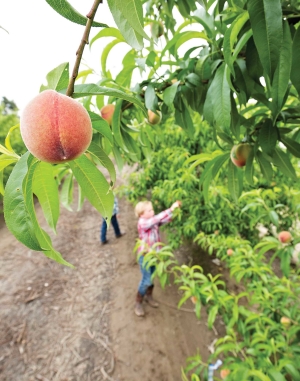 Young peaches at the Family Tree Farms test orchard in Reedley, California on April 9, 2015. (TJ Mullinax/Good Fruit Grower)