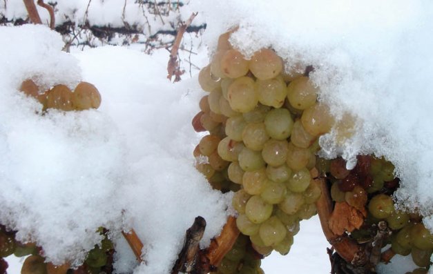 Muscat grapes are used in a variety of wine styles, from off-dry to sweet to dessert wines. These Muscat grapes, with their mantle of snow, wait to be picked and made into ice wine for Washington State's Upland Winery.