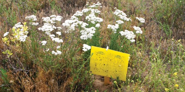 A sticky trap monitors beneficial insect abundance near flowering yarrow plants.